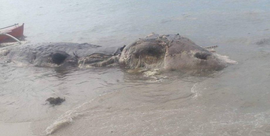 Неизвестный "монстр" / Фото: Pen News/Nujnuj Capistrano