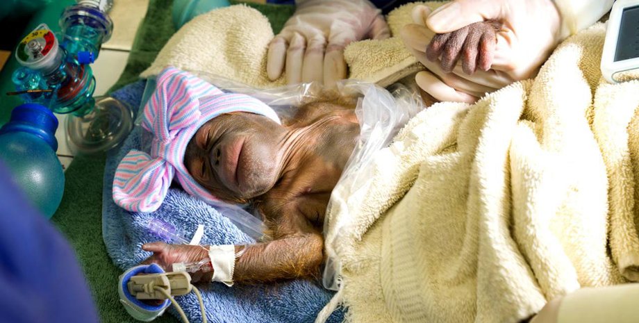 рождение детеныша борнейского орангутанга, тематический парк во Флориде, США