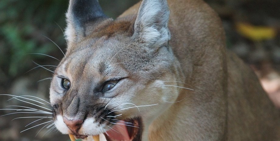 Пума, хищник, горный лев, кугуар, животное, дикое животное