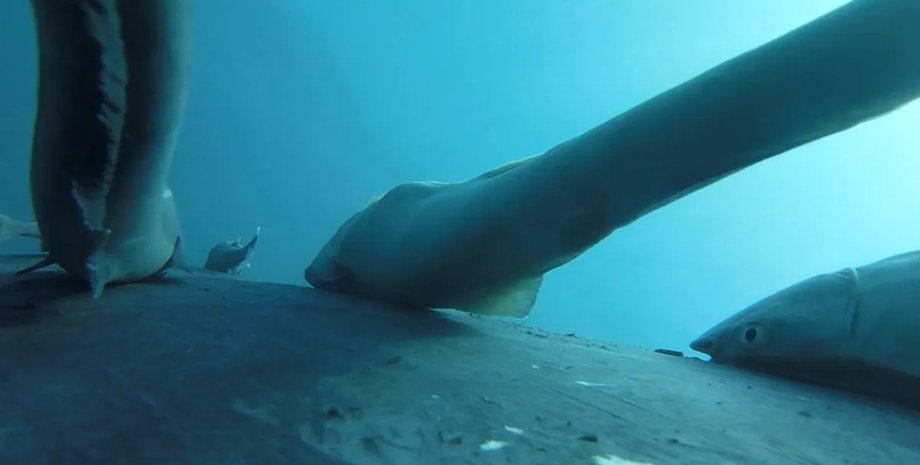 кити і риби прилипали риби прилипали та кити