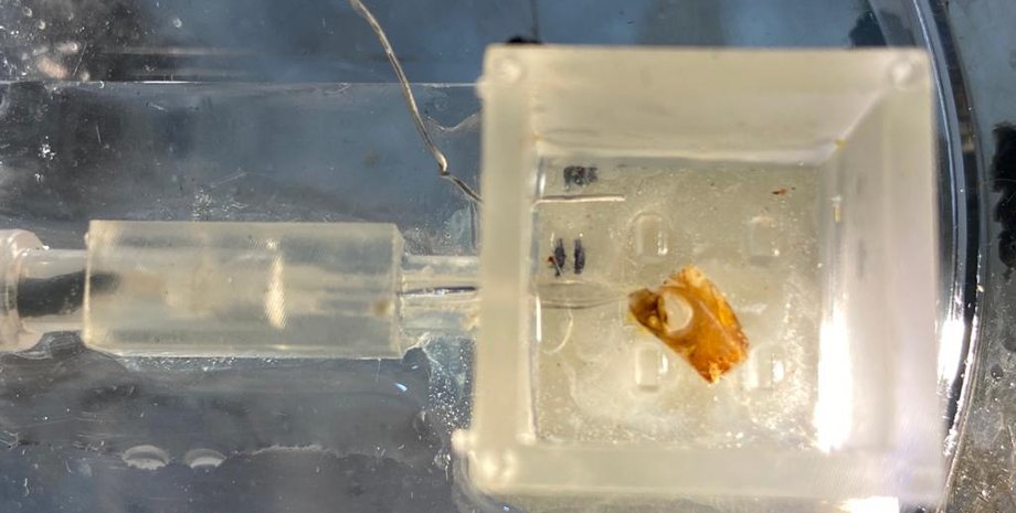 ухо, саранча, робот