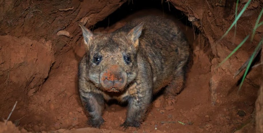 вомбат, блогерша, сша, австралия, похитила детеныша вомбата