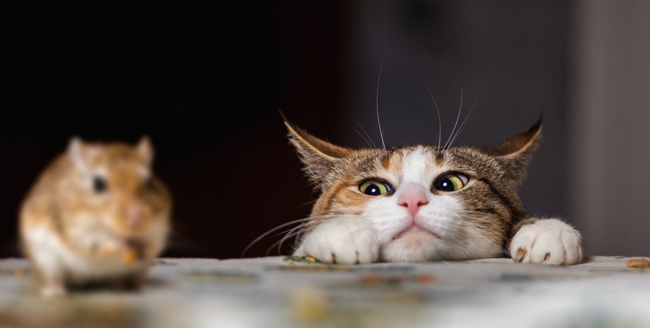 кошки, охота, инстинкт, мышь