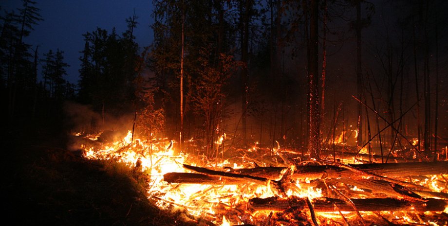 Лесной пожар / Фото: news.rambler.ru