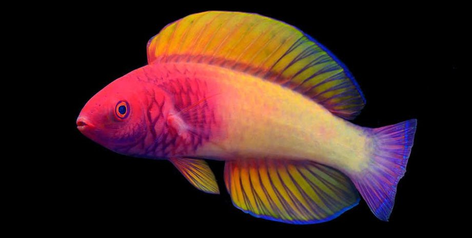 губани, райдужна риба, чорний фон, фото