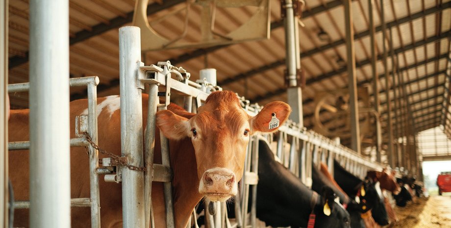 Коровы, ферма