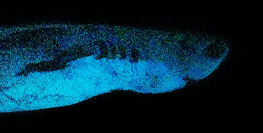 кайтфиновая акула, светящаяся акула