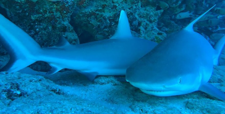 акулы, сон акул, акулы спят в океане