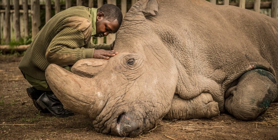 прощание с последним самцом северного белого носорога/Фото: Ami Vitale National Geographic Creative