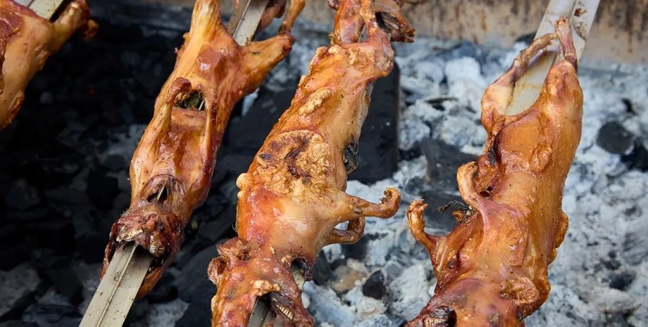 морская свинка морская свинка