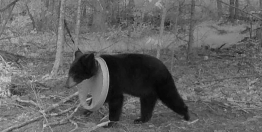 ведмежа кришка на шиї Бідний ведмедик роками блукав з «ярмом», що душив його: постійно вислизав від учених0