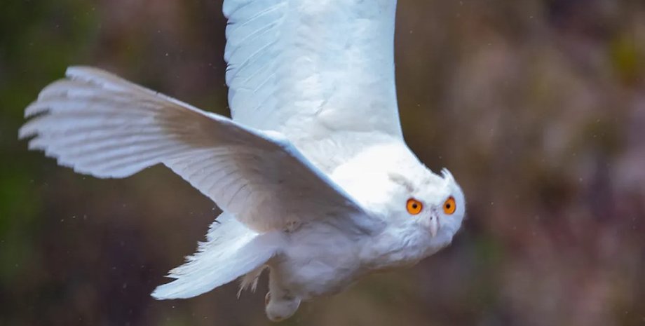 пугач, пугач альбінос