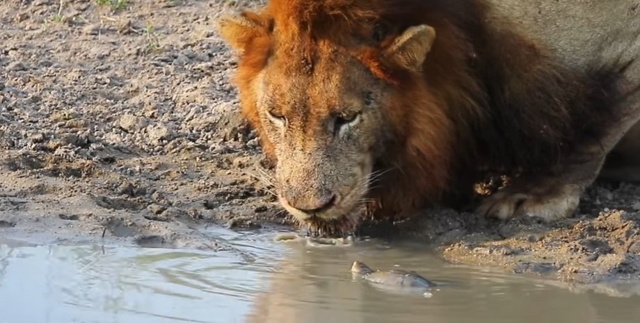 лев, черепаха, річка, заповідник