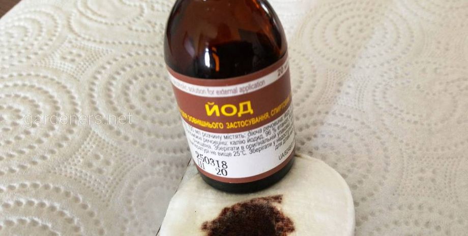 Фото: ogorodniki.com