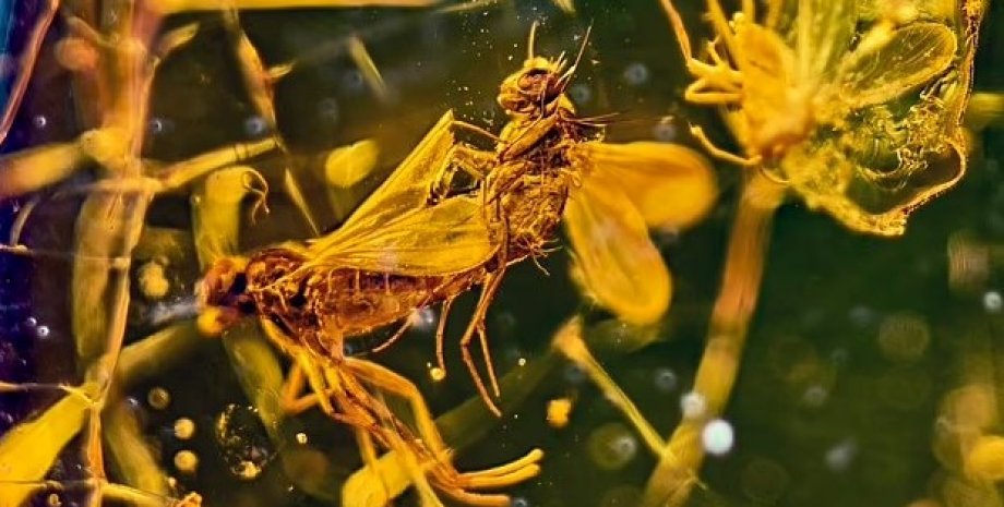 Мухи относятся к семейству Dolichopodidae, у которых обычно длинные ноги мухи в янтаре, пара мух в янтаре