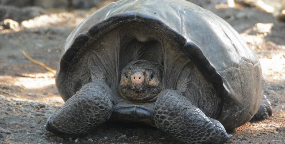 Черепаха Фернанда, галапагосская черепаха