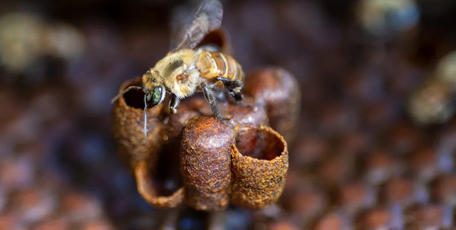 найдавніший вид бджіл
