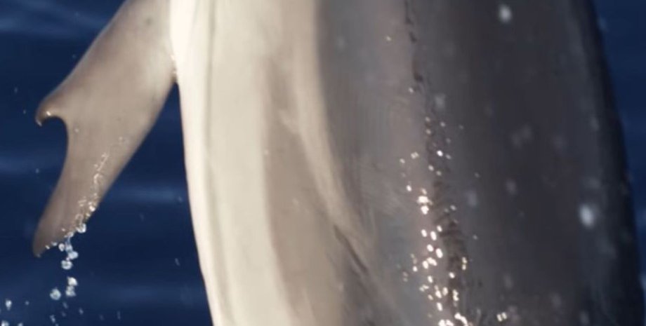 дельфін, дельфін великі пальці, плавники з великими пальцями