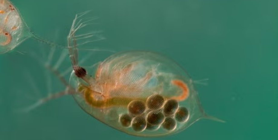 морская блоха, фильтрация воды