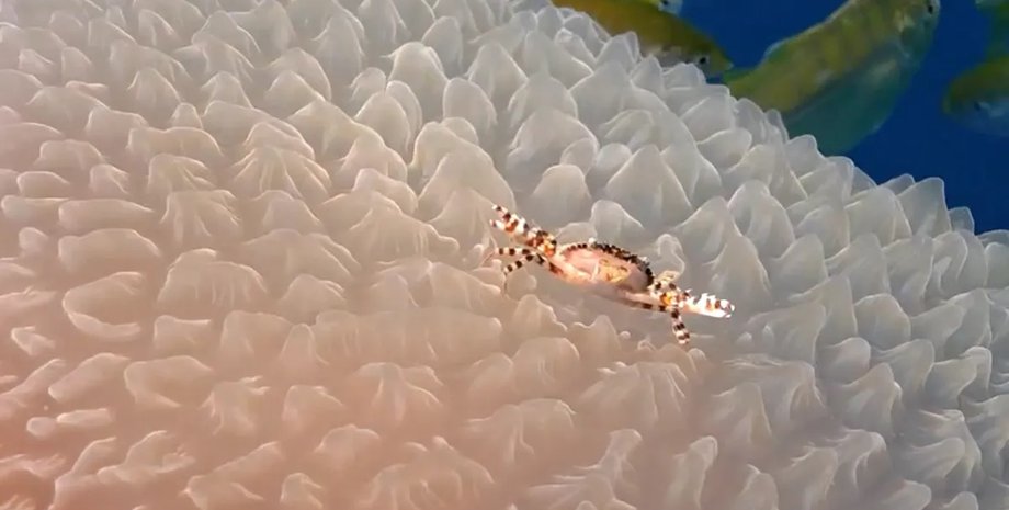 краб подорожує автостопом в океані