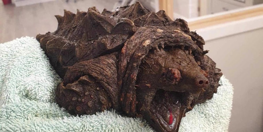 Грифова черепаха Грифова черепаха, черепахи, тварини, блукає болотами, схожа на динозавра, шипи на панцирі, інвазивний вид, рідкісна тварина