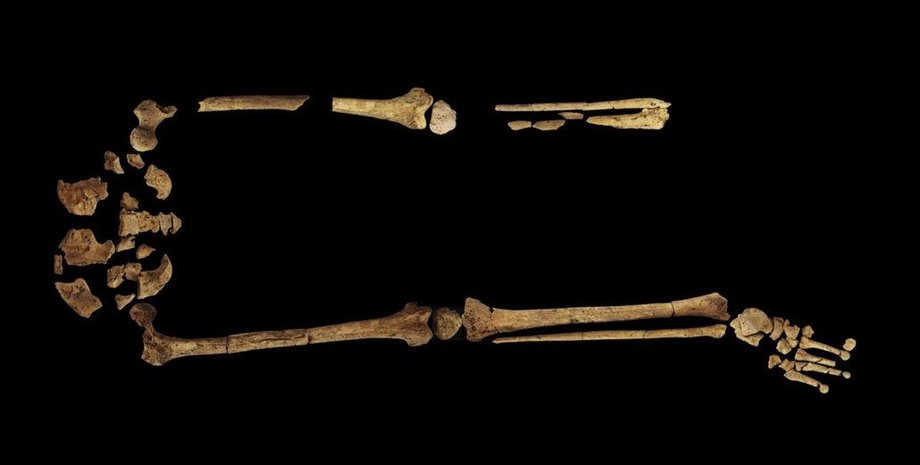 кости, черный фон, фото