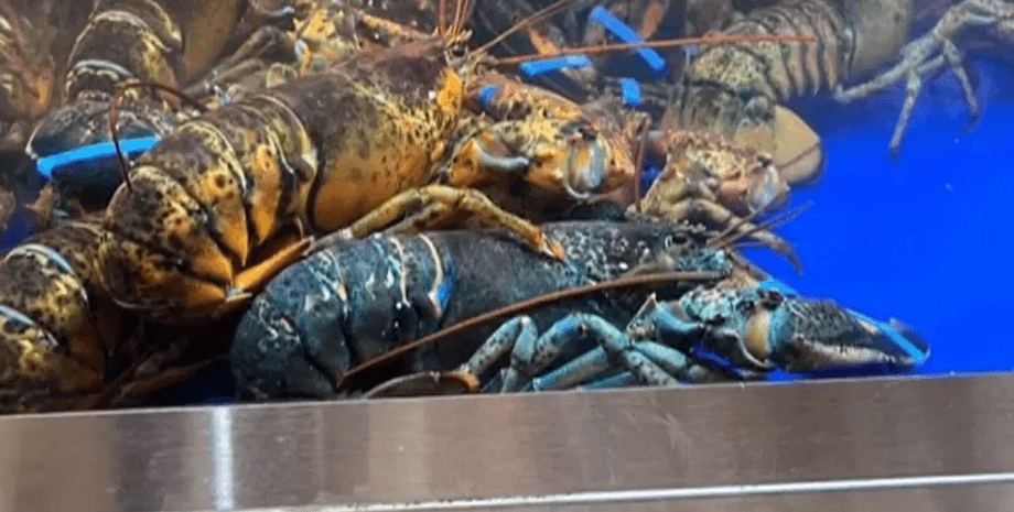 Редкий синий омар, редкое животное, спасли редкое животное, братья спасли омара, дети спасли лобстера, синий лобстер, необычный окрас