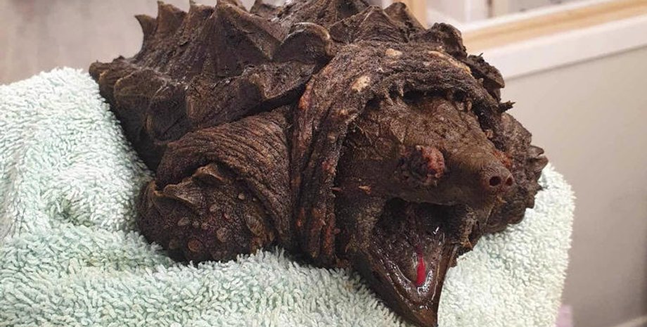 Грифовая черепаха, черепахи, животные, бродит по болотам, похожа на динозавра, шипы на панцире, инвазивный вид, редкое животное