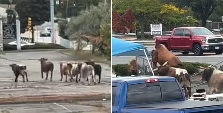 Быки сбежали с родео, бык, крушили все на своем пути, сбежавшие быки, сносили все на пути, крушили жилые кварталы, животные, агрессивные животные