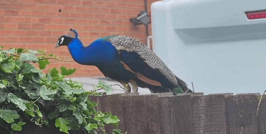 Птах, павич, божевільний птах, птах утік з ферми, птах голосно кричить, танці птаха, лякає жителів, павич на даху