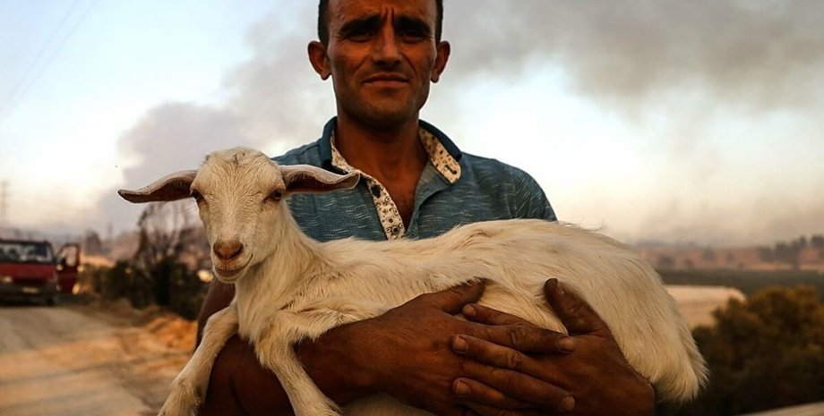 пожары в турции, животные