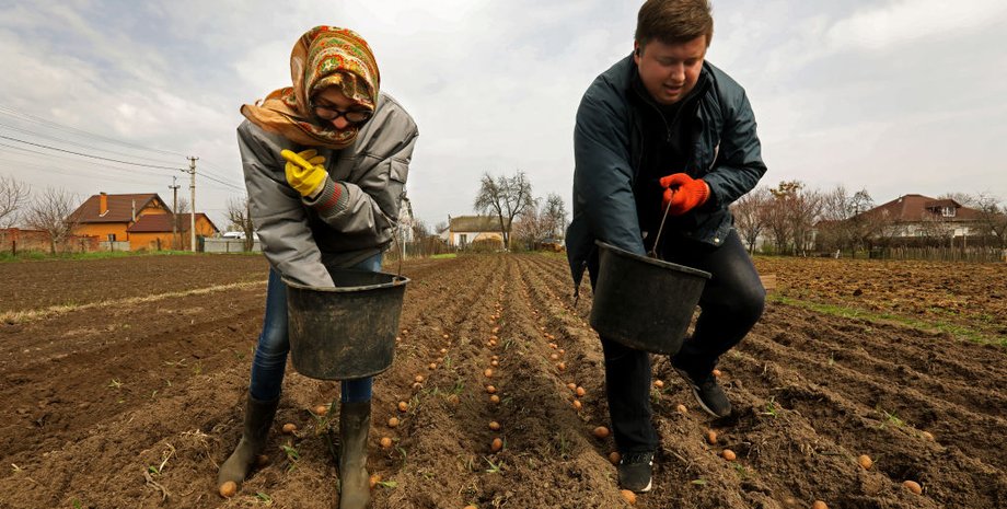 цена на картофель в украине, цена 1 кг картошки в украине, сколько стоит молодой картофель в украине, цены на картофель, сколько стоит молодая картошка, украинский картофель, цены на картофель,