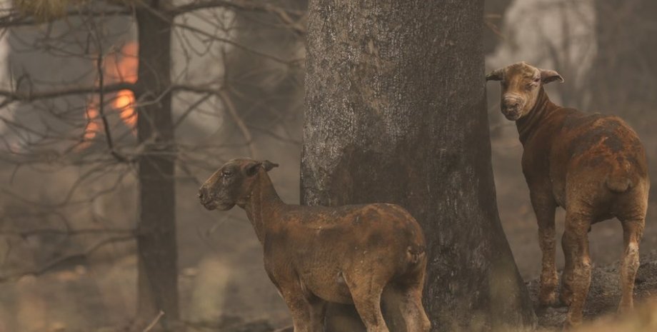 Фото: Twitter/@ABCcameramatt