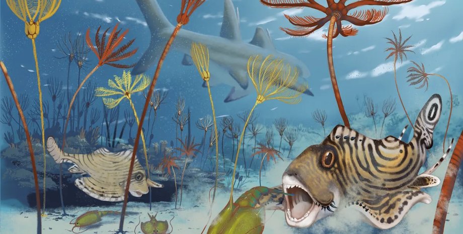 акула, акула бурундук, миниатюрная акула