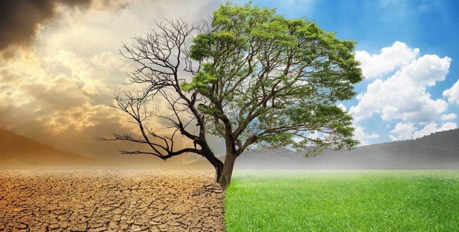 засуха, поле, дерево, фото