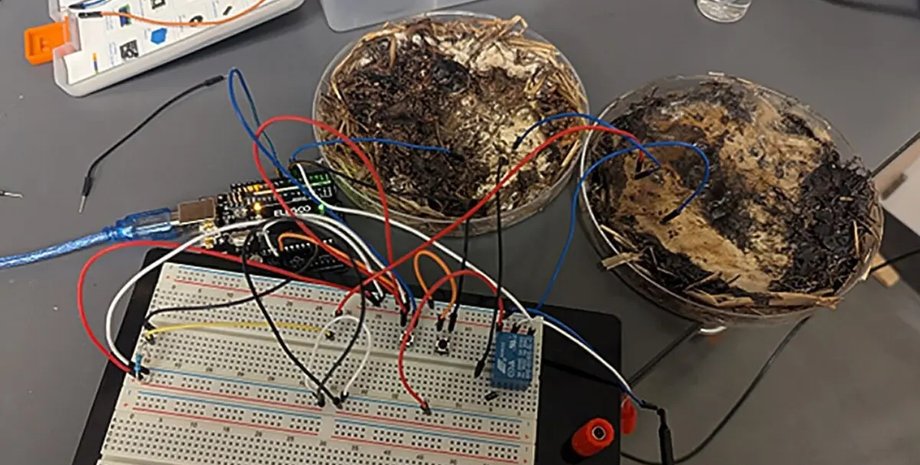 грибная электроника из шиитаке