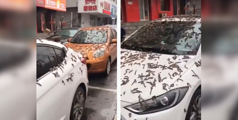 хробаки в китаї, дощ із хробаків