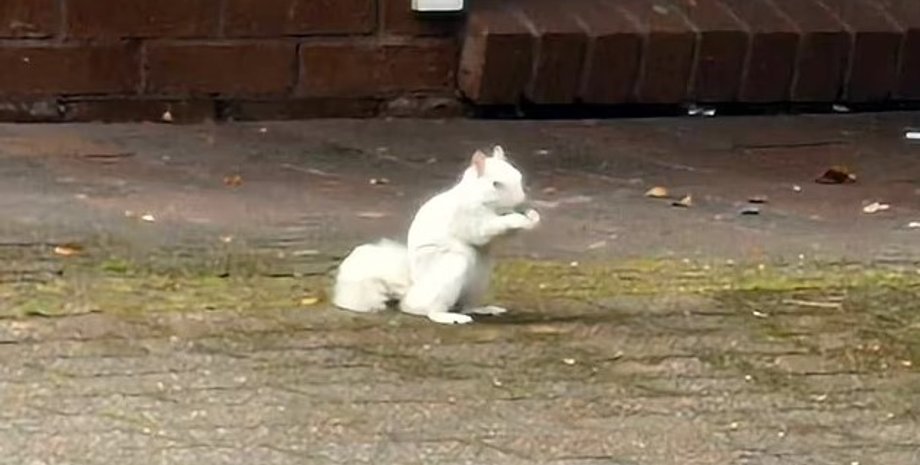 белка, белая белка, белка альбинос