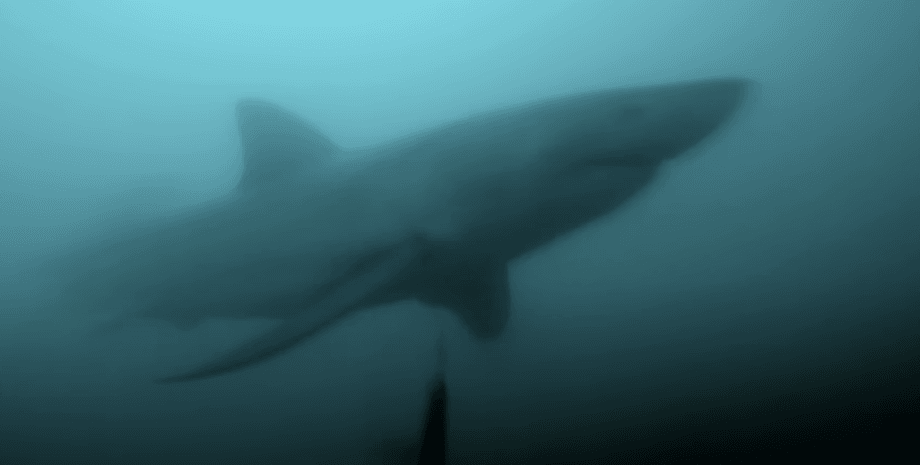 Белая акула, огромная акула, большая белая акула, хищник, морской хищник, дайвер, акула преследовала мужчину, акула под водой