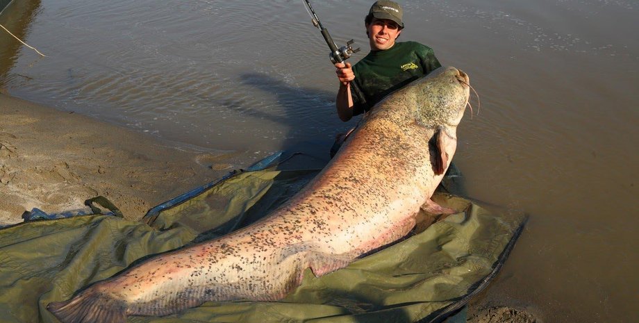 Большой сом