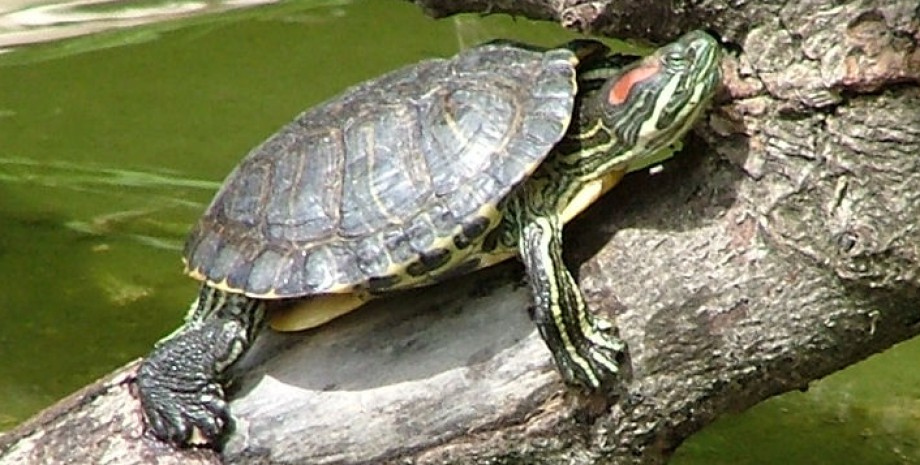 Красноухая черепаха, Одесская область, кража