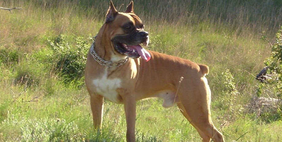 Собака, боксер