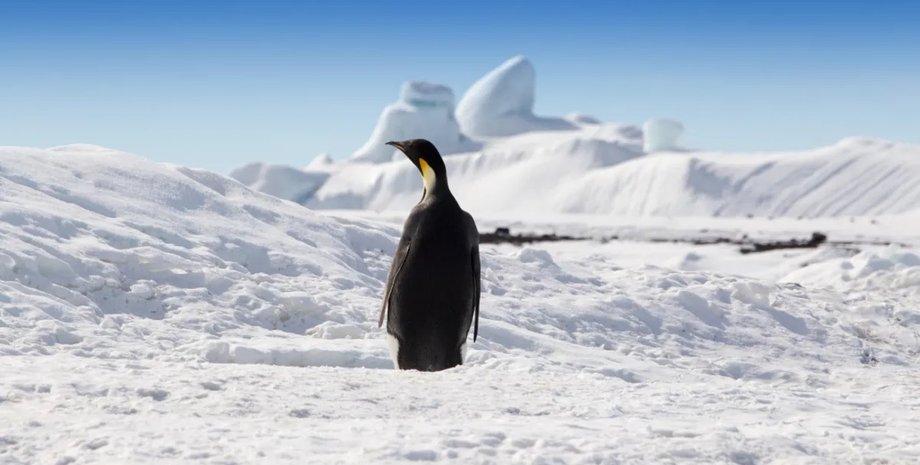императорские пингвины