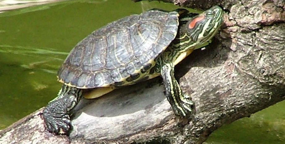 Червоновуха черепаха, Одеська область, крадіжка