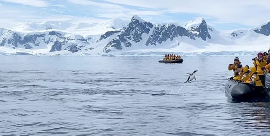 пінгвін, Антарктида