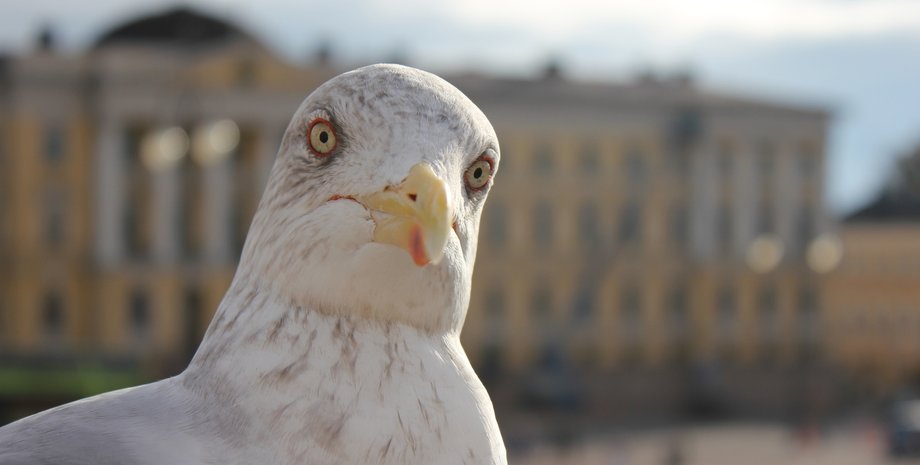 Фото: smoliarm.livejournal.com