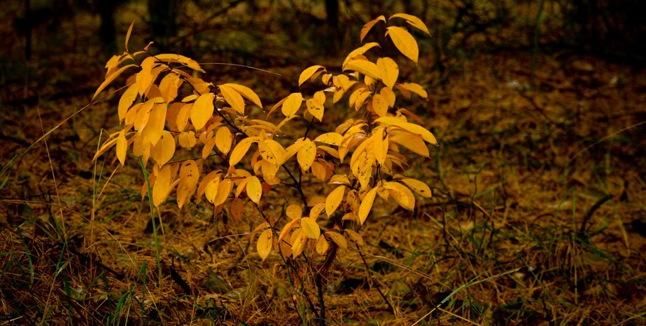 Чернобыльский радиационно-экологический биосферный заповедник, зона ЧАЭС, зона отчуждения, природа Чернобыля