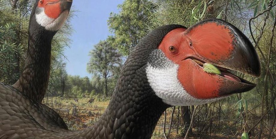 дроморнітиди