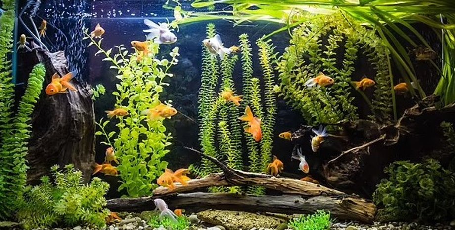 тропические рыбки, аквариум рыбки, углеродный след рыбок