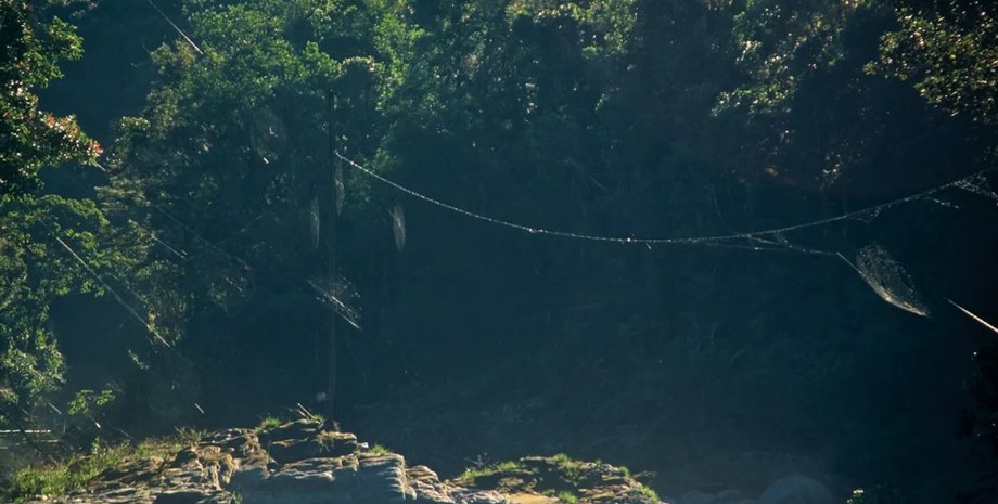 найбільша павутина у світі